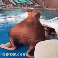 Walrus Sitting On Pool Edge Looking GIF
