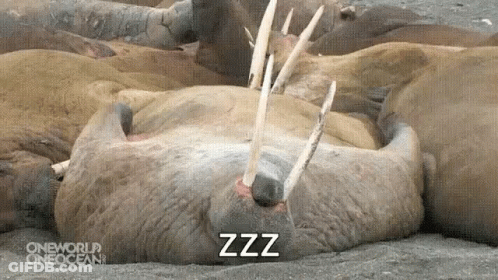 Walrus Sleeping With Mouth Open Zzz GIF