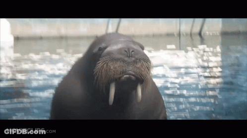 Walrus Swimming In Water GIF