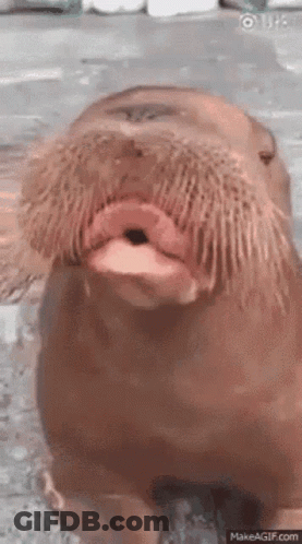 Walrus With Long Beard Staring Open Mouth GIF