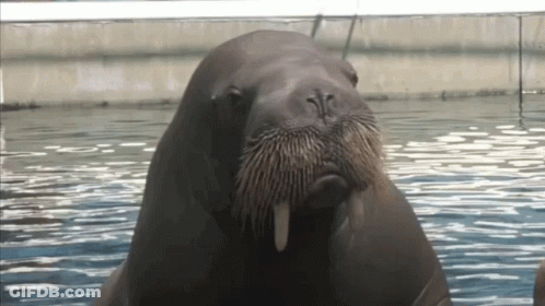 Walrus With Long Mustache In Water GIF