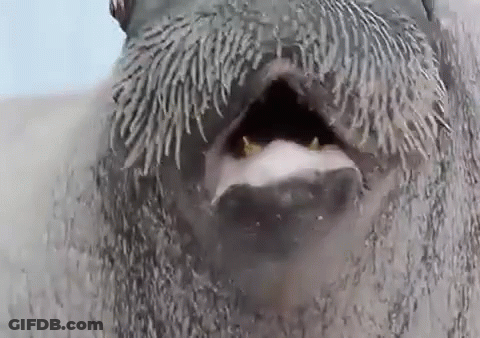 Walrus With Man Behind GIF