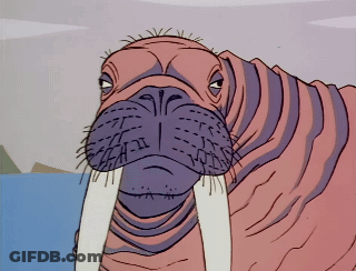 Walrus With Mouth Open And Tusks GIF