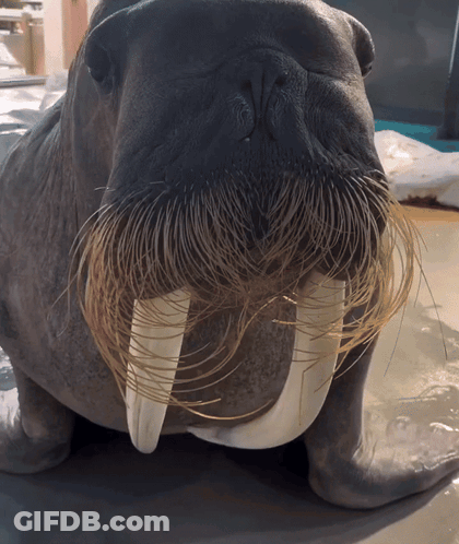 Walrus With Very Long Beard And Tusks GIF