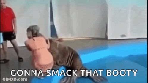 Walrus Wrestling Woman In Pool GIF
