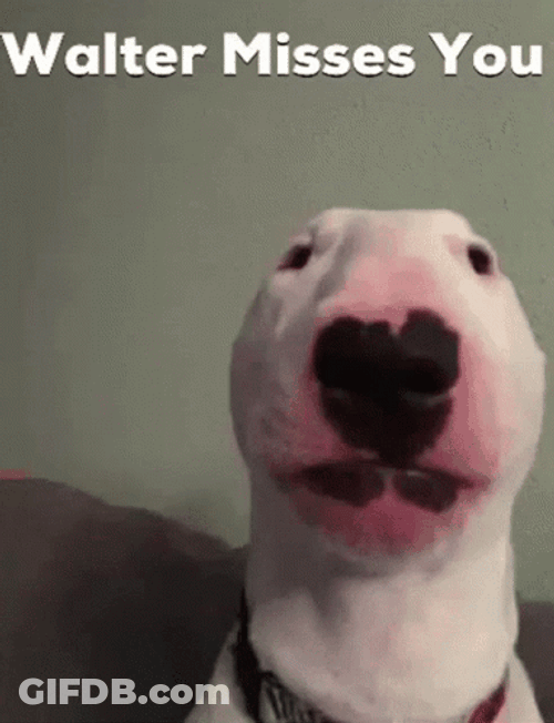 Walter Dog Misses You GIF