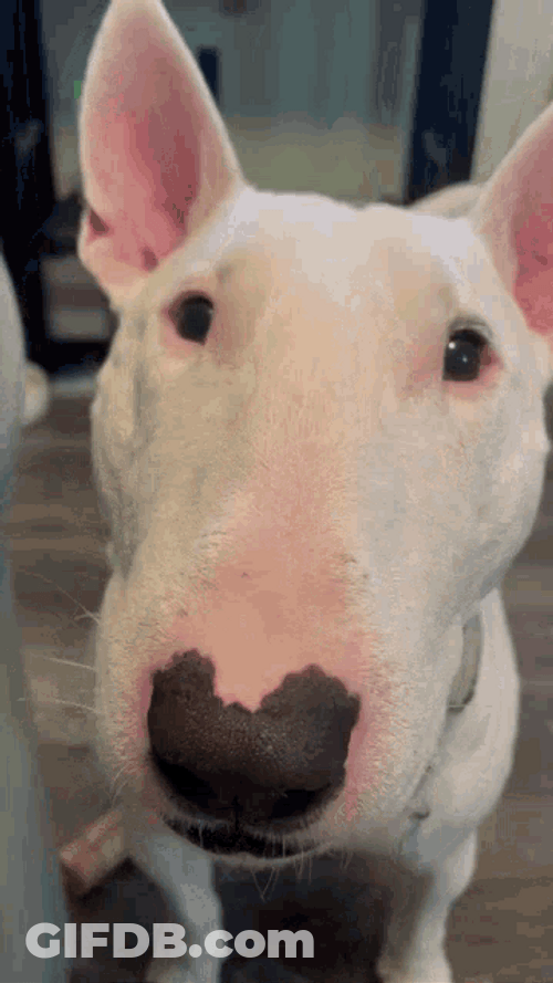 Walter Tail Wagging GIF