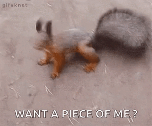 Want A Piece Of Me Squirrel Meme GIF