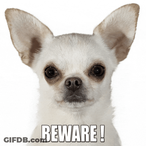 Warning Beware Of Chihuahua GIF