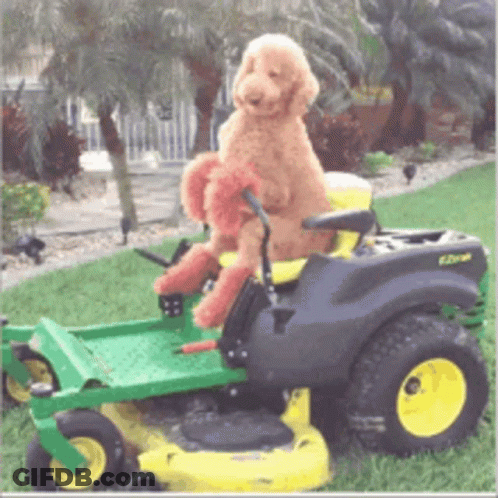 Warning Random Poop Funkle Event Starts In 5 Minutes GIF