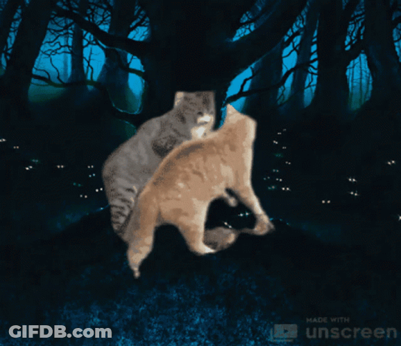 Warrior Cats GIF