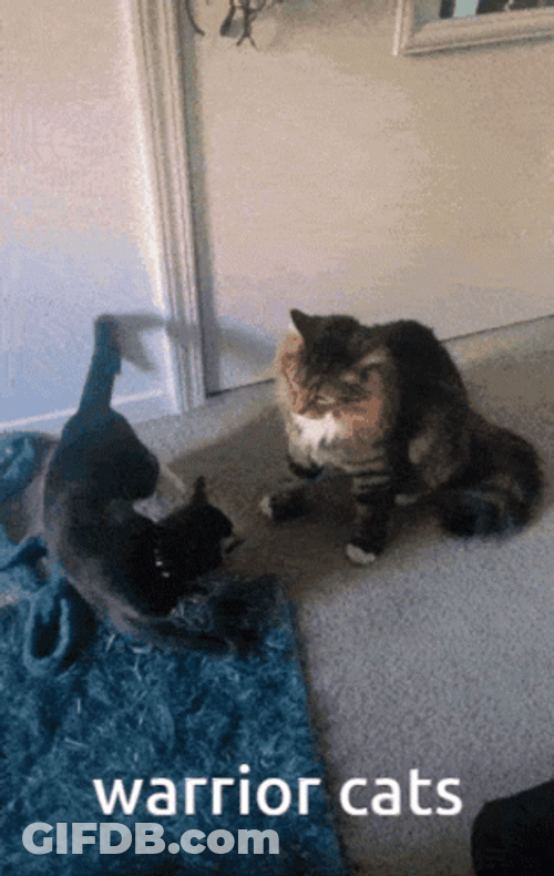 Warrior Cats Thrilling Battle GIF