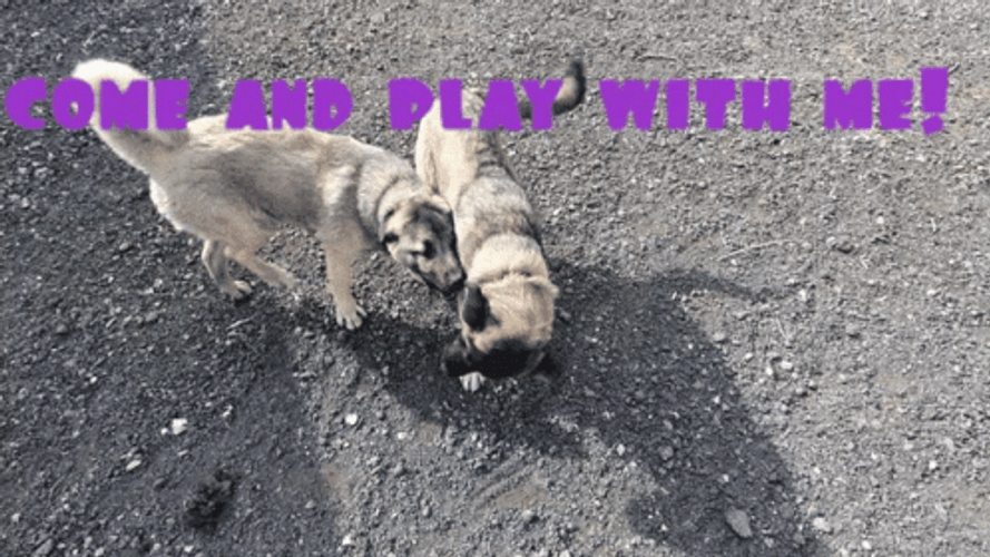 Warriors Come Out And Play Playing Dogs GIF
