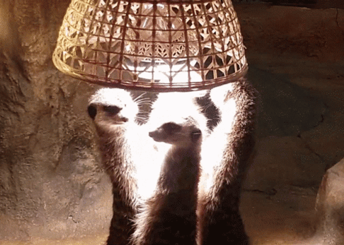 Wary Meerkats Watchful Eyes GIF
