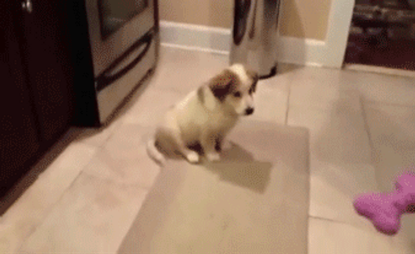 Wasted Dog Catch Play Fail GIF