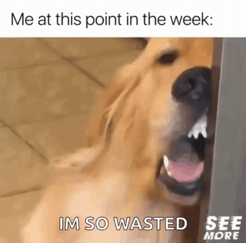 Wasted Tired Dog GIF