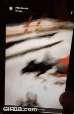 Wastedmarie Wasted GIF