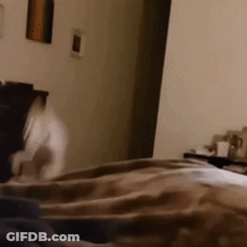 Watch Out For Dog Zoomies GIF