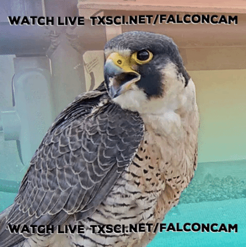 Watch The Falcon Live GIF