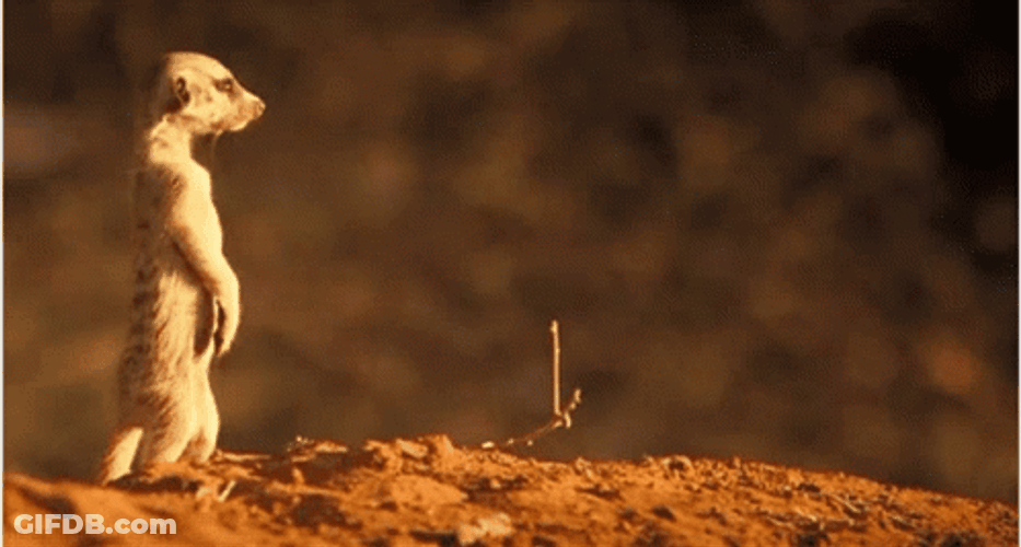 Watchful Meerkat Standing Upright GIF