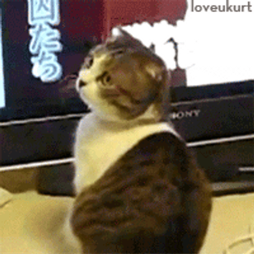 Watching Surprised Cat GIF