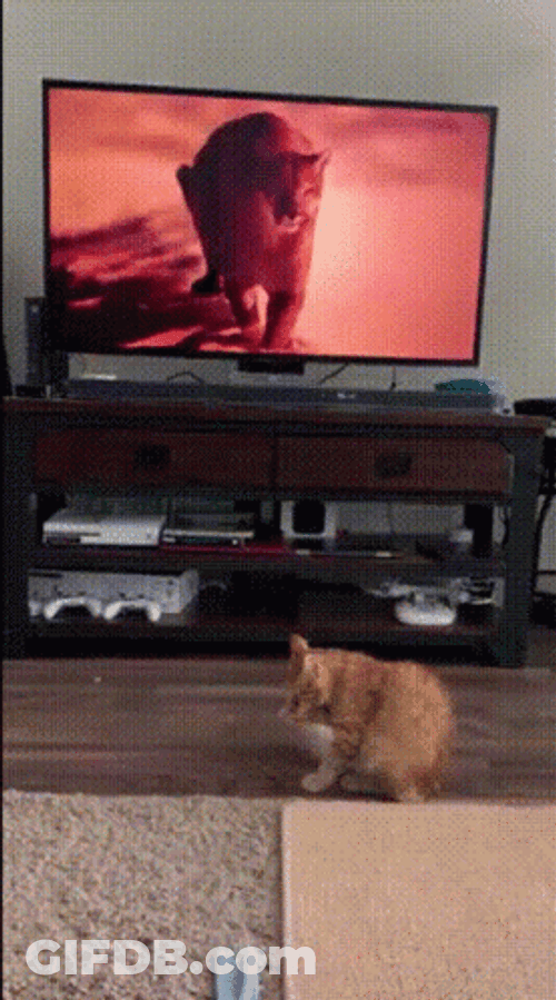 Watching TV Jumping Scared Cat GIF