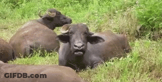 Water Buffalo Lying In Grass GIF