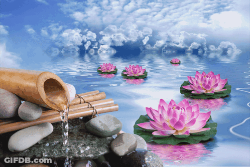 Water Is Pouring From A Bamboo Pitcher Into A Pond With Pink Flowers GIF