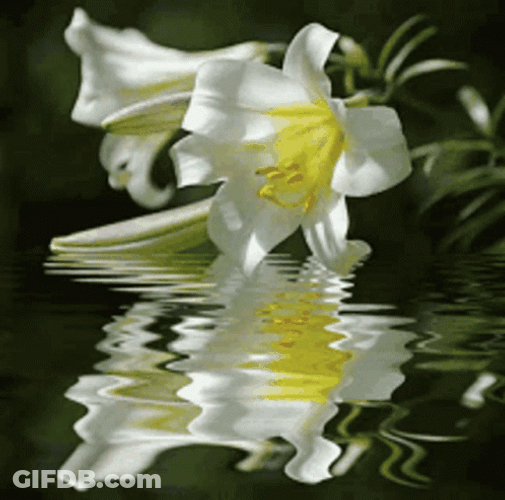 Water Lilies Flower Blooming GIF
