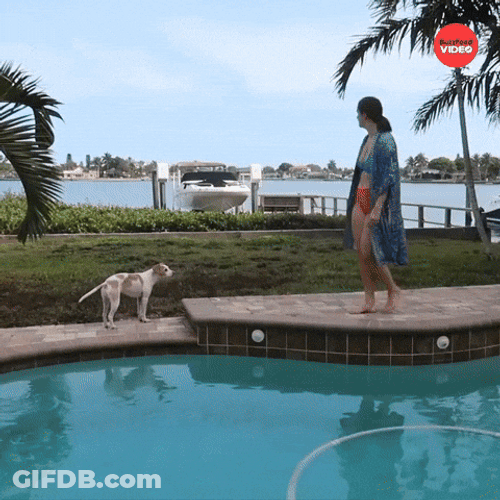 Water Pouring Girl Drops Pool Dog Sees GIF