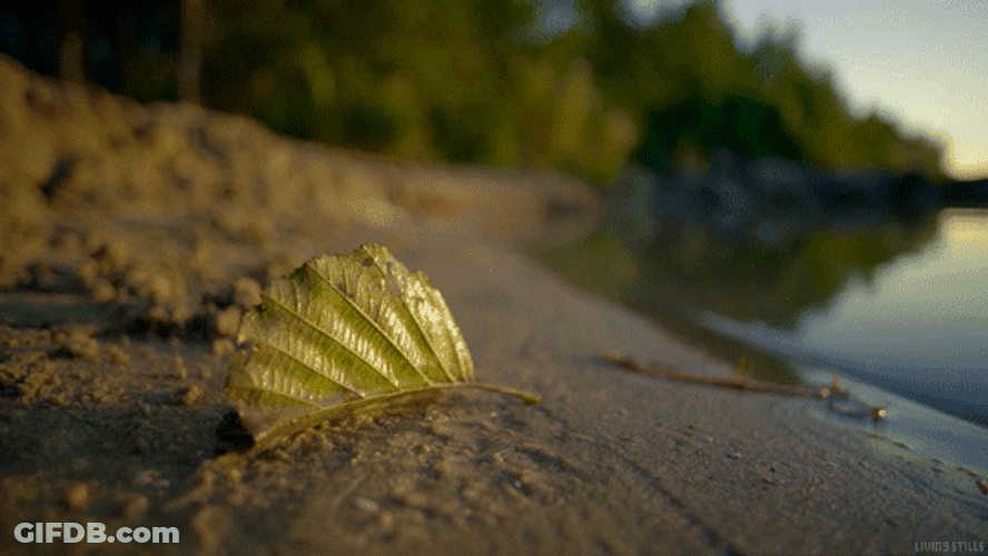 Water Reflection On A Leaf GIF