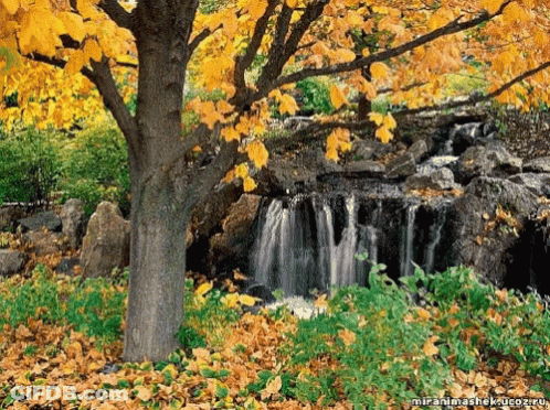 Waterfall Among Yellow-Leaf Trees And Foreground Tree GIF