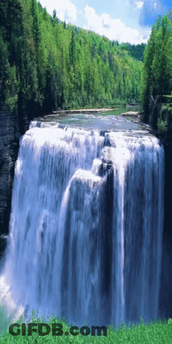 Waterfall In Forest GIF