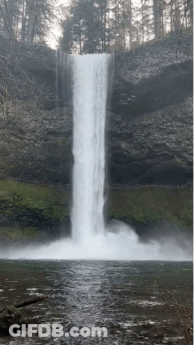 Waterfall In Forest GIF