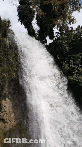 Waterfall In Forest With Trees GIF