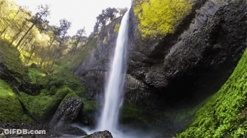 Waterfall Surrounded By Trees And Ferns GIF