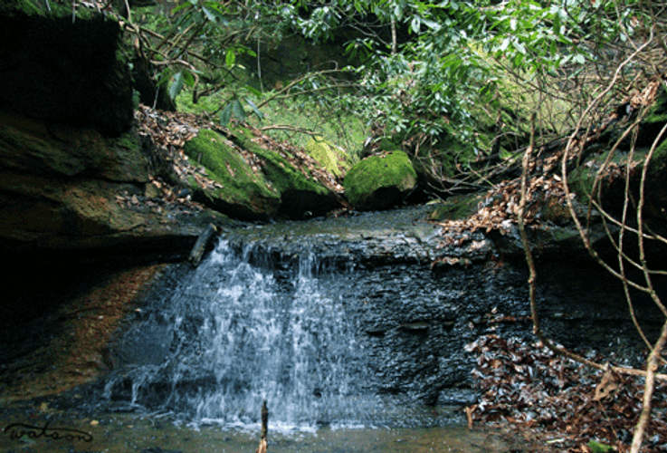 Waterfall Woods Creek Forest Peaceful Nature GIF