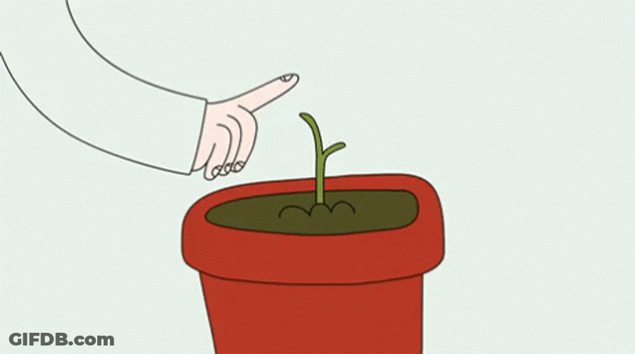 Watering A Growing Plant GIF