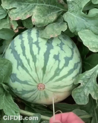 Watermelon Being Peeled With Pink Needle GIF