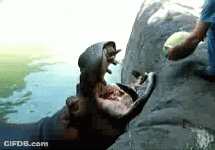 Watermelon Feeding Hungry Hippo GIF