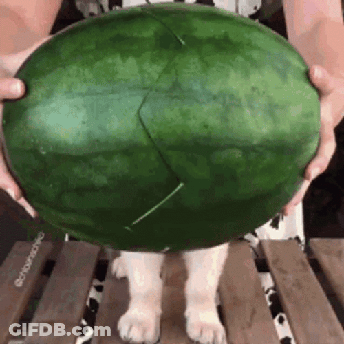 Watermelon Puppy Surprise GIF