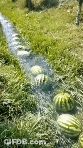 Watermelons Are Being Harvested By A Stream Of Water GIF