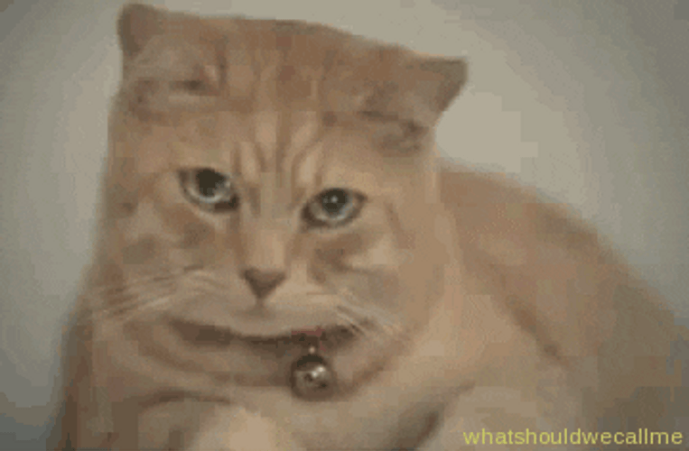 Watery-Eyed Sad Cat Crying GIF