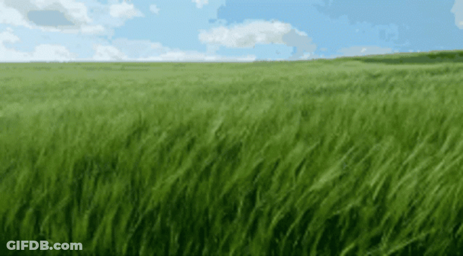 Waving Grass Field Loop GIF