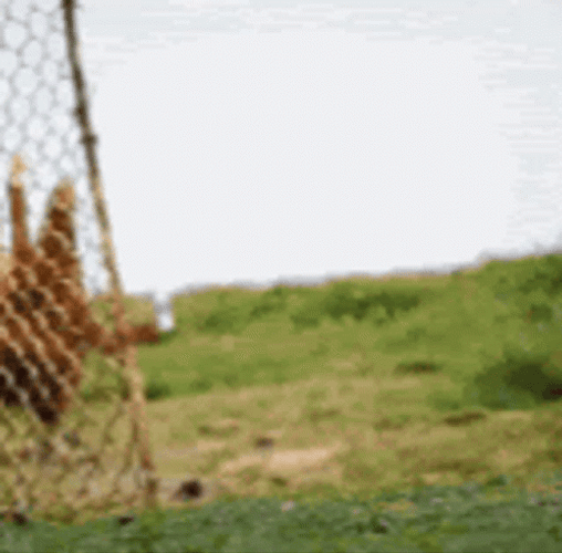 Waving Hands Chicken Run GIF