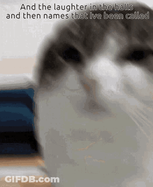 Wawa Cat Wawa GIF