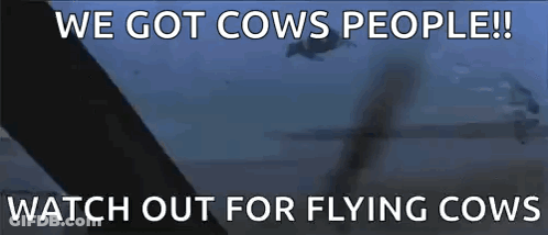 We Got Cows People Watch Out For Flying Cows GIF