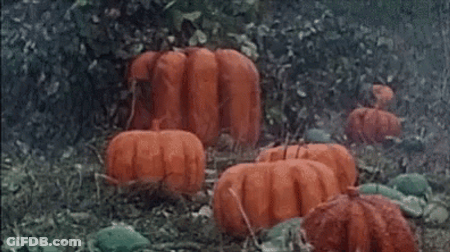 We're Up For Pumpkin Spice GIF