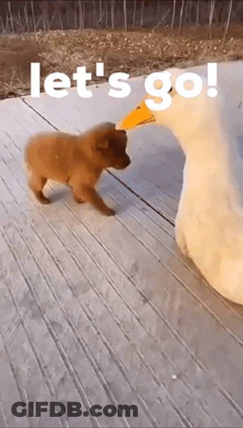 We Ready Duck Carrying Puppy GIF
