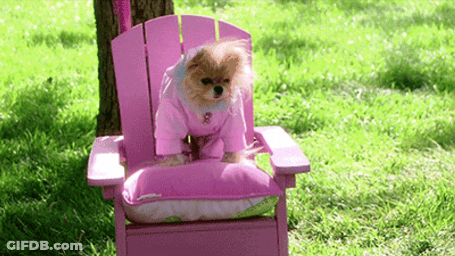 We Wear Pink On Wednesdays Dog Sitting GIF
